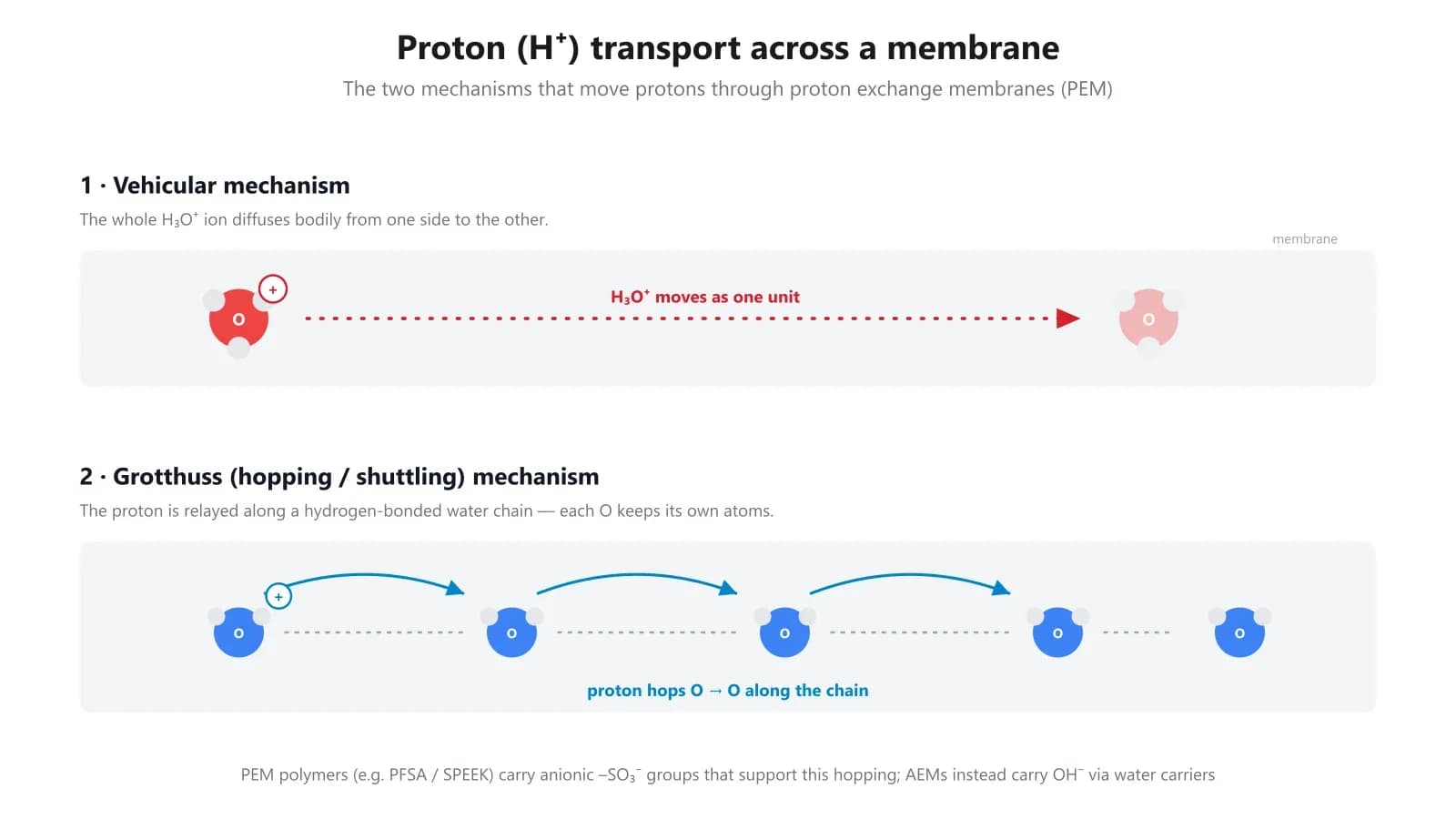 Proton transport across a proton exchange membrane by the vehicular and Grotthuss mechanisms.